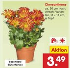 Netto Marken-Discount Düren - Chrysantheme Angebot im Prospekt Chrysantheme bei Netto Marken-Discount im Düren Prospekt für 3,49 €