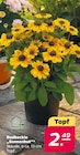 Rudbeckie „Sonnenhut“ für 2,49 € bei Netto mit dem Scottie im Angebot Rudbeckie „Sonnenhut“ im aktuellen Netto mit dem Scottie Prospekt
