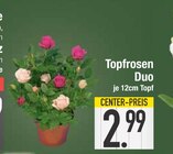 E center Fürstenfeldbruck - Topfrosen Duo Angebot im Prospekt Topfrosen Duo bei E center im Fürstenfeldbruck Prospekt für 2,99 €