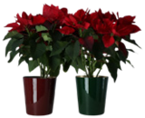 Bi1 La Guerche-sur-l'Aubois - Promo Poinsettia Promo Poinsettia à 4,99 € dans le catalogue Bi1 à La Guerche-sur-l'Aubois