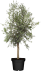 Olivenbaum (Olea europea Arbequina) von  im aktuellen Globus-Baumarkt Prospekt für 99,00 €