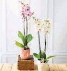 Orchidée 2 tiges en promo chez Super U Dunkerque à 11,99 €