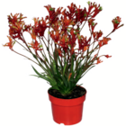 Kängurupfote im aktuellen toom Baumarkt Prospekt