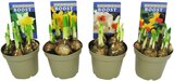 Narzissen Sondersorten Angebote von Flower Boost bei REWE Memmingen für 1,89 €