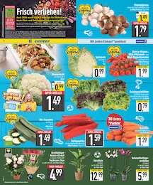 EDEKA Gartenpflanzen im Prospekt 