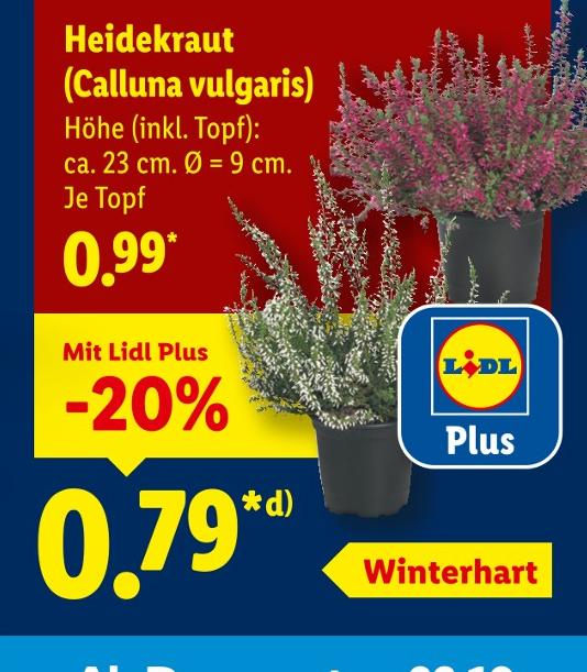 Heidekraut (Calluna vulgaris)