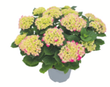 toom Baumarkt Donauwörth - Ballhortensie XL Angebot im Prospekt Ballhortensie XL bei toom Baumarkt im Donauwörth Prospekt für 17,99 €