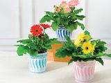 Plantes fleuries - Super U à Montpellier Plantes fleuries en promo chez Super U Montpellier à 4,99 €