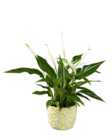 Blühmix in Blumenkeramik im Angebot bei Lidl in Wetzlar Blühmix in Blumenkeramik Angebote bei Lidl Wetzlar für 3,49 €