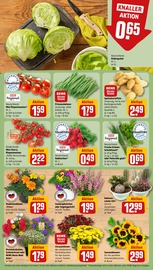 Blumen im REWE Prospekt in Würzburg Aktueller REWE Prospekt mit Blumen, "Dein Markt", Seite 9