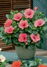 Aktuelles Hibiskus Busch Angebot bei toom Baumarkt in Bochum ab 25,99 €