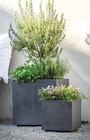 Dehner Garten-Center Hopfgarten - PFLANZTOPF 'MILLENIUM' Angebot im Prospekt PFLANZTOPF 'MILLENIUM' bei Dehner Garten-Center im Hopfgarten Prospekt für 15,99 €