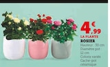 Hyper U Plorec-sur-Arguenon - Promo Rosier Promo Rosier à 4,99 € dans le catalogue Hyper U à Plorec-sur-Arguenon