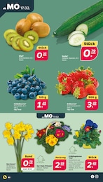 Blumen im Netto mit dem Scottie Prospekt Günstig. Besser. Für Dich. auf S. 2