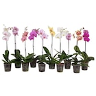 Orchidée - Carrefour à Boulogne-Billancourt Orchidée en promo chez Carrefour Boulogne-Billancourt à 4,99 €
