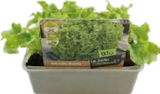 Bio Salat- und Gemüsepflanzen von Le Jardin Gourmand im aktuellen Globus-Baumarkt Prospekt