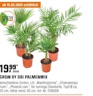 Palmenmix bei OBI im Groß Plasten Prospekt für 19,99 €