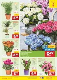 Chrysantheme Angebot & Preis im aktuellen Netto Marken-Discount Prospekt Chrysantheme Angebot im aktuellen Netto Marken-Discount Prospekt auf Seite 9