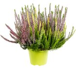 Promo Bruyère Naturelle à 3,99 € dans le catalogue Botanic à La Queue-en-Brie