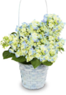 Aktuelles Hortensien Angebot bei Netto Marken-Discount in Darmstadt ab 5,99 €
