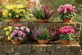 Aktuelle Pflanzen Angebote bei Netto Marken-Discount in Paderborn Aktuelles Chrysantheme Angebot bei Netto Marken-Discount in Paderborn ab 4,99 €