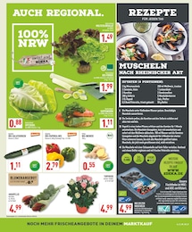 Marktkauf Topfrosen im Prospekt Marktkauf Topfrosen im Prospekt