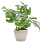 Fensterblatt von Grow by Obi im aktuellen OBI Prospekt