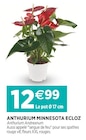 Anthurium minnesota - ECLOZ dans le catalogue Delbard