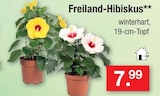 Freiland-Hibiskus im Angebot bei Zimmermann in Wiesbaden Freiland-Hibiskus Angebote bei Zimmermann Wiesbaden für 7,99 €