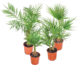 Palmenmix Angebote von Grow by OBI bei OBI Hildesheim für 9,99 €