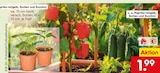 Paprika rot/gelb Angebote bei Netto Marken-Discount Ludwigshafen für 1,99 €