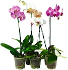 Schmetterlingsorchidee Angebote bei REWE Unna für 5,00 €