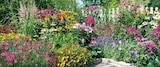 Sommerstauden 'Bienenweide' 17 cm Topf im aktuellen Globus-Baumarkt Prospekt
