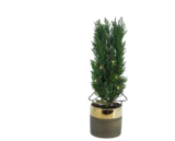 Scheinzypresse im Angebot bei EDEKA in Ingolstadt Scheinzypresse Angebote bei EDEKA Ingolstadt für 6,99 €