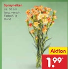 Spraynelken im Angebot bei Netto Marken-Discount in Solingen Spraynelken Angebote bei Netto Marken-Discount Solingen für 1,99 €
