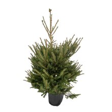 Sapin de Noël naturel Picea excelsa : 125/150 cm - C.10 litres en pot à Truffaut dans Rocquencourt Sapin de Noël naturel Picea excelsa : 125/150 cm - C.10 litres en pot à Truffaut dans Rocquencourt