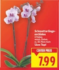 Schmetterlingsorchidee Angebote bei E center Berlin für 7,99 €