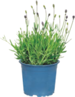Lavande - GARDENLINE dans le catalogue Aldi