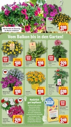 Pflanzerde Angebot im aktuellen REWE Prospekt auf Seite 31