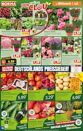 Aktueller Norma Prospekt mit Kartoffeln, "Mehr fürs Geld", Seite 12