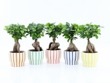 Promo Ficus Ginseng à 11,99 € dans le catalogue Gamm vert à Bordes