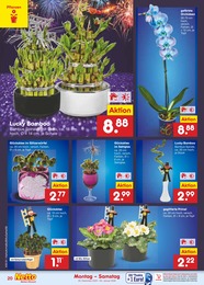 Zimmerpflanzen Angebot im aktuellen Netto Marken-Discount Prospekt auf Seite 30