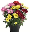 Chrysanthemen Cocktail Party im Angebot bei Wreesmann in Zwickau Chrysanthemen Cocktail Party Angebote bei Wreesmann Zwickau für 2,99 €