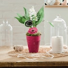 Composition muguet 3 griffes avec 1 germini en promo chez Intermarché Hyper Besançon à 12,99 €