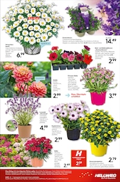 Beetpflanzen Angebot im aktuellen Hellweg Prospekt auf Seite 19
