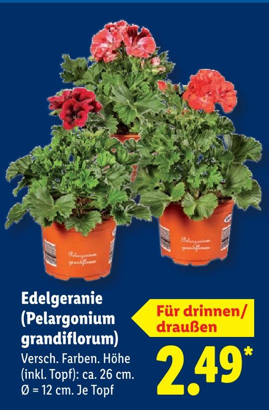 Edelgeranie (Pelargonium grandiflorum)