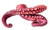 E center Geislingen - Pulpo Angebot im Prospekt Pulpo bei E center im Geislingen Prospekt für 1,99 €