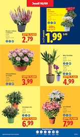 Promos Bruyère dans le catalogue "Ça vaut le coup." de Lidl à la page 49 Promos Bruyère dans le catalogue "Ça vaut le coup." de Lidl à la page 49