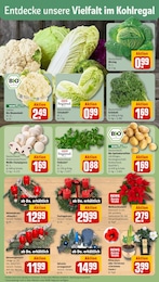 Pflanzen Angebot im aktuellen REWE Prospekt auf Seite 7