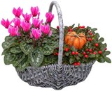 Herbstgefäß im Angebot bei REWE in Gießen Herbstgefäß Angebote bei REWE Gießen für 9,99 €